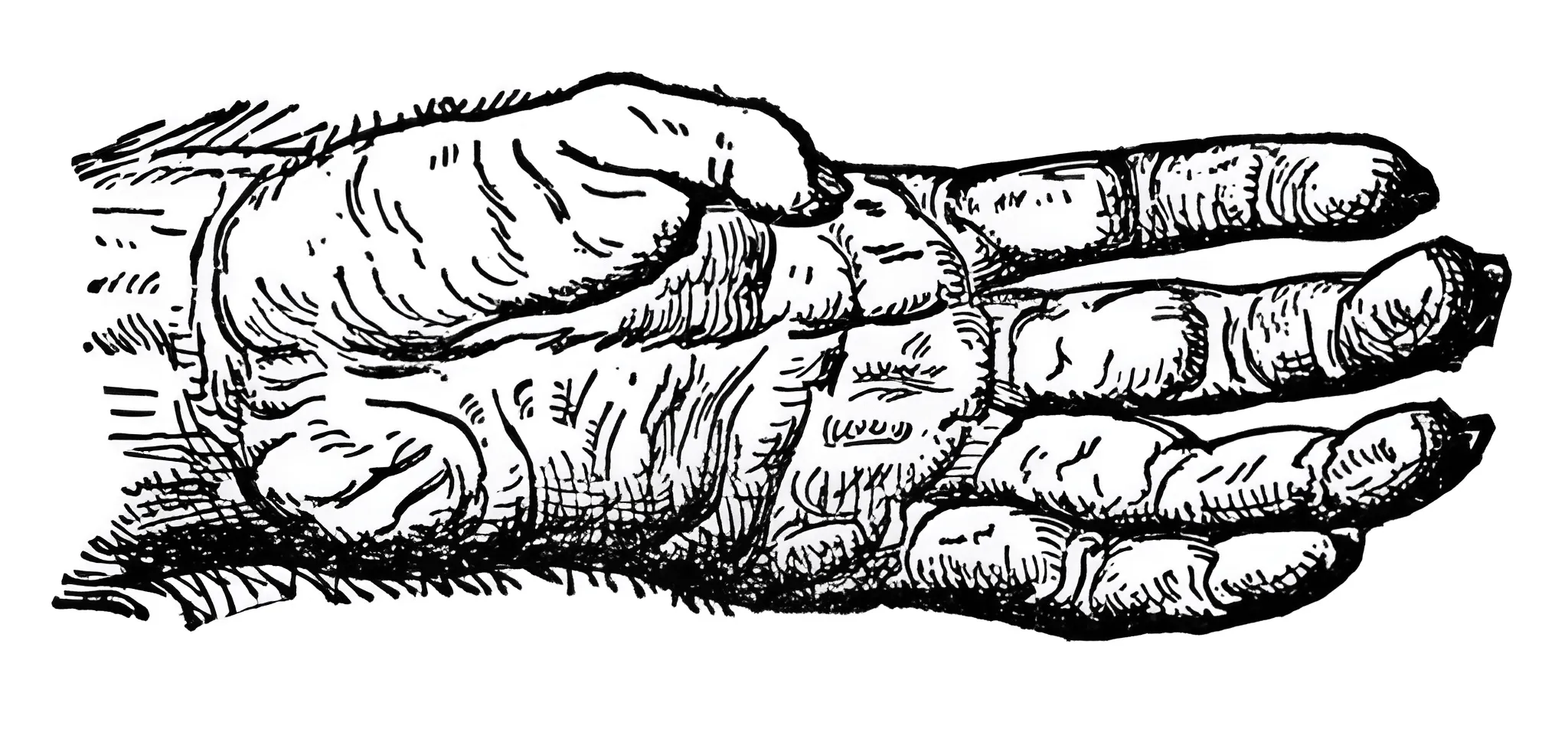 A dried, shriveled monkey's paw with a claw-like hand